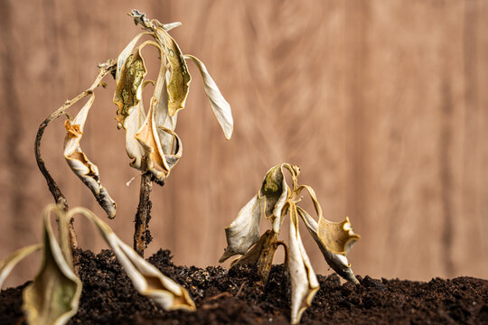 Dry, dead plant with brown, wilted leaves and decaying stems, illustrating concepts of drought, neglect, and mortality