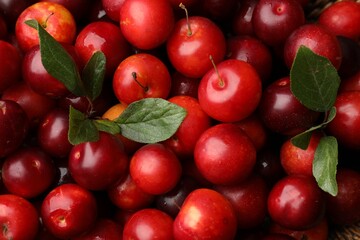 Obraz premium Fresh ripe cherry plums with green leaves, closeup