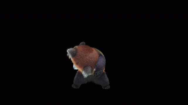 Cute 3D animated red panda dancing rumba with alpha channel. Cartoon animal character isolated for compositing, motion graphics, video editing, and digital content creation.