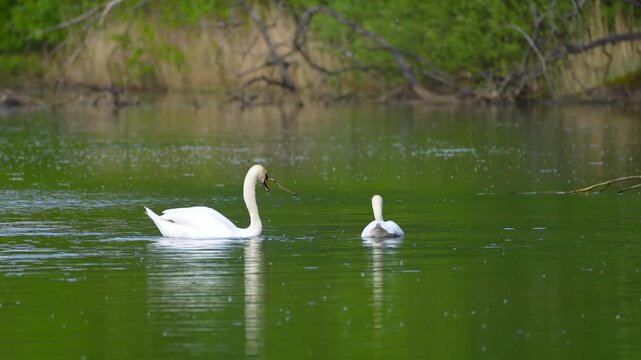 two swans on the lake