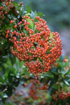 Firethorn in the Evening light