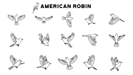 Fototapeta premium American Robin: Vector Line Art & Illustration Daily Life Variations Moments 
