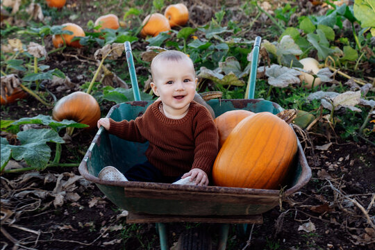 Cute baby joyfully sitting in wheelbarrow with pumpkins on pumpkin patch. Selecting best pumpkins for Thanksgiving and Halloween holidays decoration on farm. Pumpkin harvest. Autumn fall festive mood
