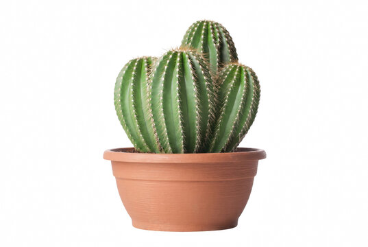 Ribbed green cactus cluster in a terracotta pot