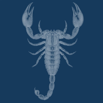 Scorpion desert arachnid cyanotype halftone dot blueprint engraving. Circular dots vintage etching for exotic stinger predator illustration.