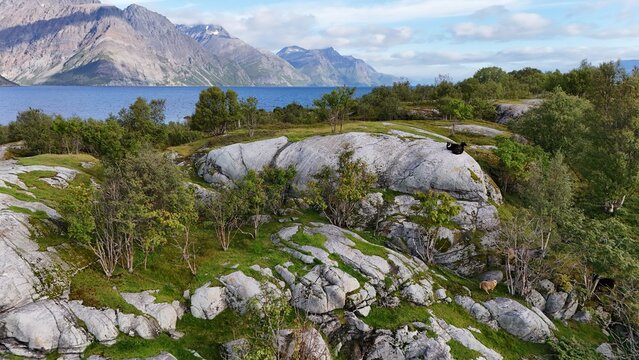 Aerial view of Aroya island featuring rocky terrain, mossy patches, scattered birch trees, and grazing sheep with a fjord and mountains in the background in Alta, Finnmark, Norway.