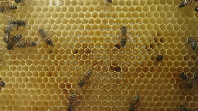 Video of the pollinator honey bees moving in a yellow honeycomb