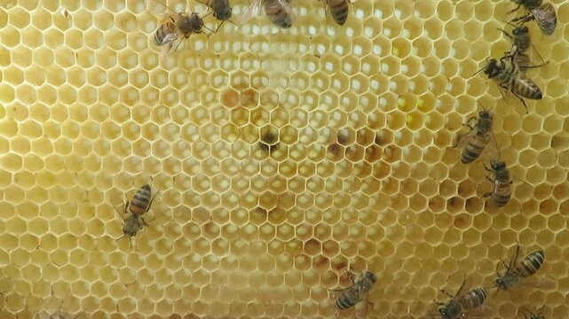 Video of the pollinator honey bees moving in a yellow honeycomb