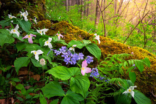 spring flowers and forest floor detail
