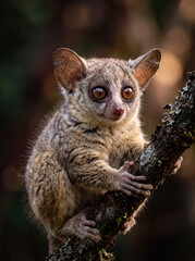 Fototapeta premium Galago animal in the nature
