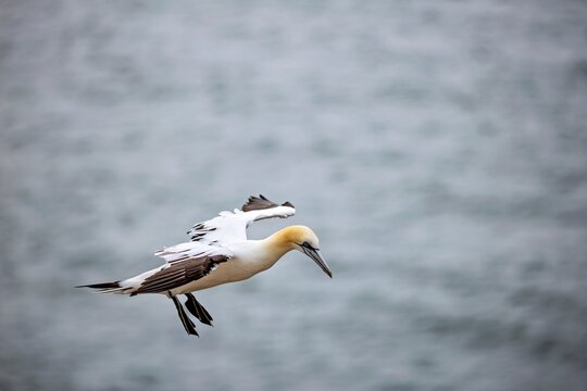 Northern Gannet (Morus bassanus) in Flight near Helgoland, Germany - July 2026
