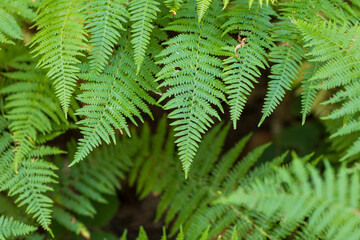 A high-angle macro photograph showcasing bright green fern fronds (Polypodiopsida) with intricate pinnae patterns, overlapping in a lush, dense woodland understory with natural depth of field. © Caner