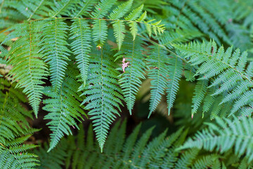 A high-angle macro photograph showcasing bright green fern fronds (Polypodiopsida) with intricate pinnae patterns, overlapping in a lush, dense woodland understory with natural depth of field. © Caner
