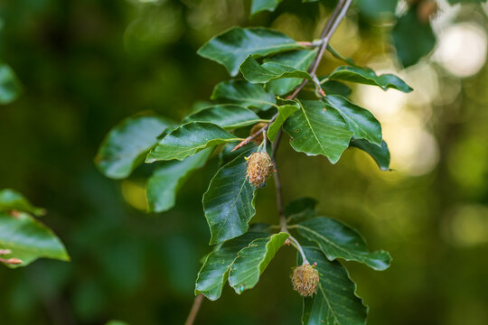 A macro shot of a European beech tree (Fagus sylvatica) branch featuring glossy, wavy-margined green leaves and spiky cupules (beech nut husks) developing on thin stems against a soft, blurred forest 