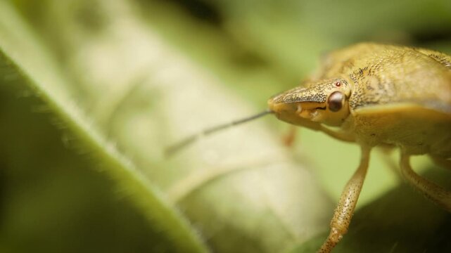 extreme close up of carpocoris purpureipennis shield bug on vegetation in natural habitat
