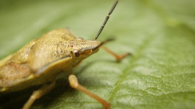 macro close-up of a shield bug (Carpocoris purpureipennis) resting on green plant leaves