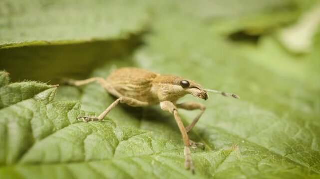 static close up of sitona gressorius weevil in natural environment