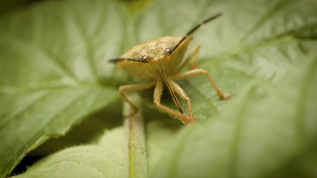 close up of carpocoris purpureipennis shield bug in natural environment