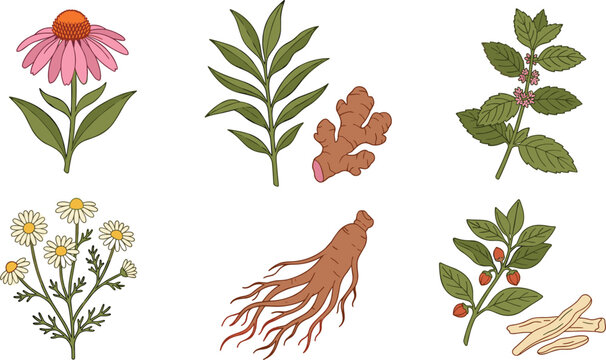 Medicinal Herbs and Roots Vector Element Set Featuring Echinacea Ginger Peppermint Chamomile Ginseng and Ashwagandha for Holistic Naturopathy and Wellness Designs