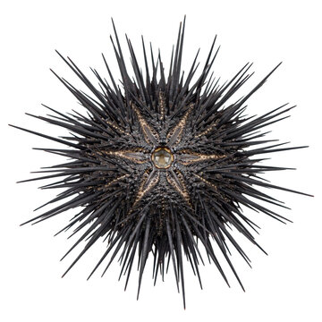 View of a dark purple sea urchin with sharp spines and a central star pattern isolated on a transparent background