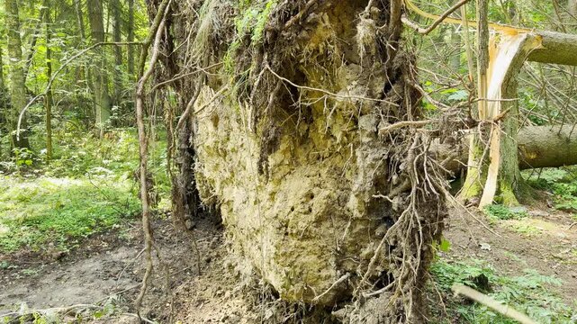 A massive uprooted tree stands exposed in the forest. Its giant tangled roots evoke a dramatic and eerie feeling within the peaceful woods.