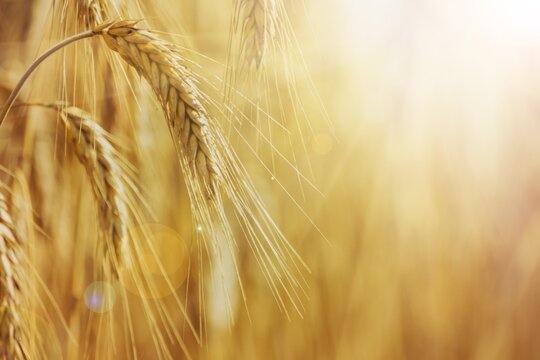 Rural landscape - field common wheat (Triticum aestivum) in the rays of the summer sun, close-up