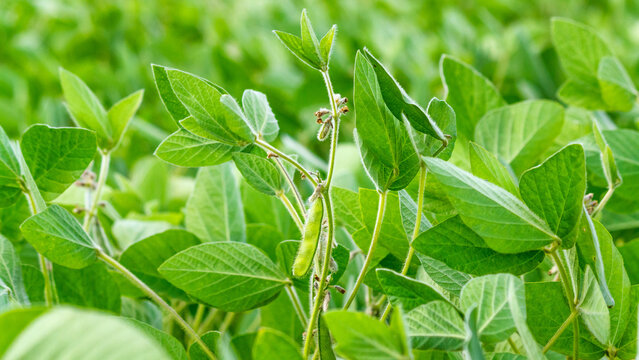 Rural landscape - field the soybean (Glycine max) in the rays summer sun, closeup
