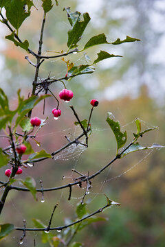 Euonymus europaeus berries and dew in Vienna, Austria