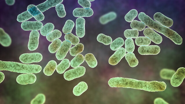 Acinetobacter baumannii bacterium, 3D illustration showing coccobacillary morphology with smooth outer membrane surface and subtle cellular texture