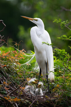 nesting, white egret