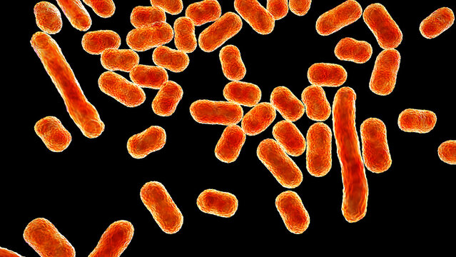 Acinetobacter baumannii bacterium, 3D illustration showing coccobacillary morphology with smooth outer membrane surface and subtle cellular texture