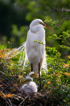 nesting egret, south carolina coast