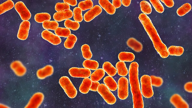 Acinetobacter baumannii bacterium, 3D illustration showing coccobacillary morphology with smooth outer membrane surface and subtle cellular texture