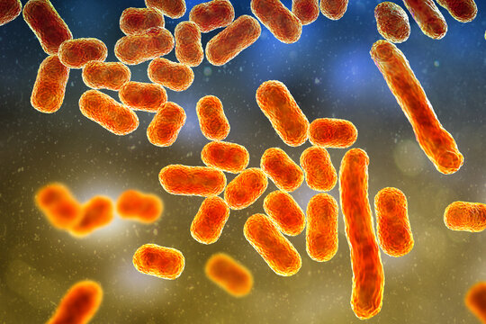 Acinetobacter baumannii bacterium, 3D illustration showing coccobacillary morphology with smooth outer membrane surface and subtle cellular texture