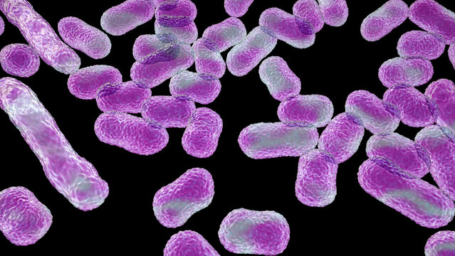 Acinetobacter baumannii bacterium, 3D illustration showing coccobacillary morphology with smooth outer membrane surface and subtle cellular texture