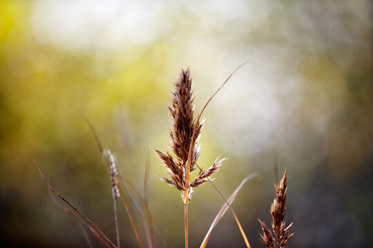 Phragmites australis in November, Frauenkirchen, Austria