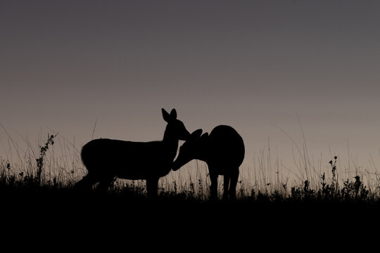 two deer silhouetted in twilight