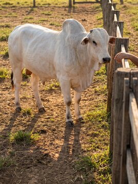 White Nelore bull standing near a wooden fence in a rural farm corral during golden hour sunset, highlighting livestock farming and beef production.
