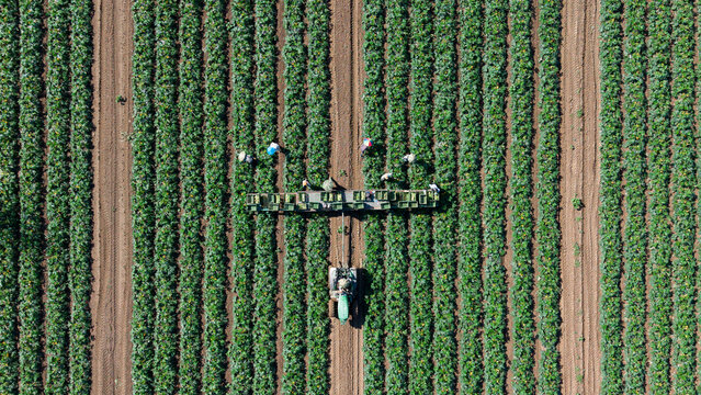 Aerial view of farm workers harvesting fresh zucchini while a tractor slowly carries boxes through the field in Mediglia, Lombardy, Italy.