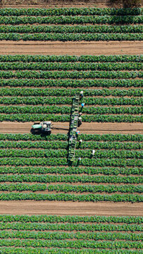 Aerial view of farm workers harvesting fresh zucchini with a tractor carrying boxes through the field, Mediglia, Lombardy, Italy.