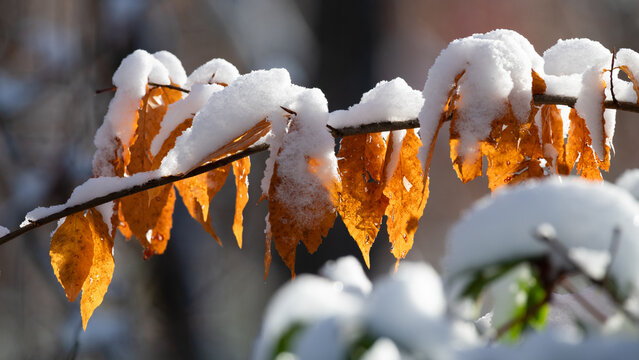 snow covered autumn foliage detail