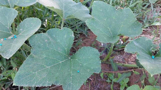 Close up of green pumpkin leaves with blue fertilizer pellets and flowing water