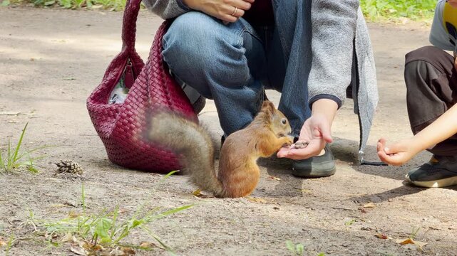 A woman feeds a cute squirrel nuts from her hand along a park path. They feel happy, curious, and excited during this heartwarming wildlife moment.