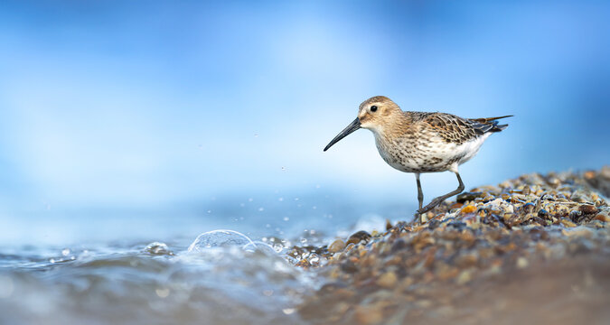 Dunlin Calidris alpina standing on a muddy shore of a calm wetland with clear water reflection.
