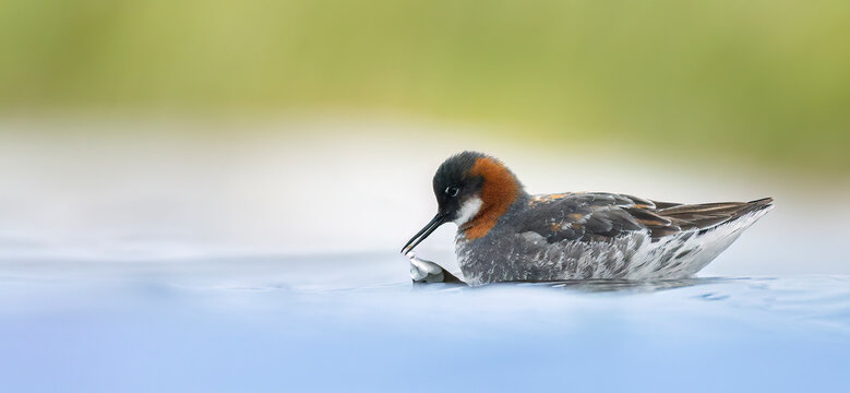 Red-necked phalarope Phalaropus lobatus catching a small fish on calm water.