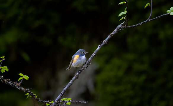 Rare red-flanked bluetail Tarsiger cyanurus perched gracefully on a lichen-covered branch in a dark boreal forest.