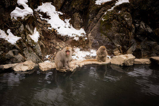 Japanese snow macaque monkeys in winter at Jigokudani Monkey Park in the mountains of Japan. 