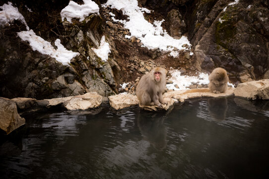 Japanese snow macaque monkeys in winter at Jigokudani Monkey Park in the mountains of Japan. 
