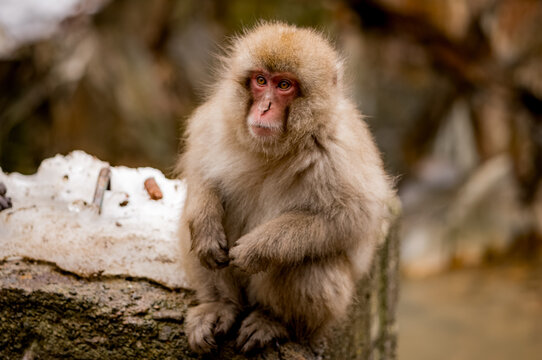 Japanese snow macaque monkeys in winter at Jigokudani Monkey Park in the mountains of Japan. 