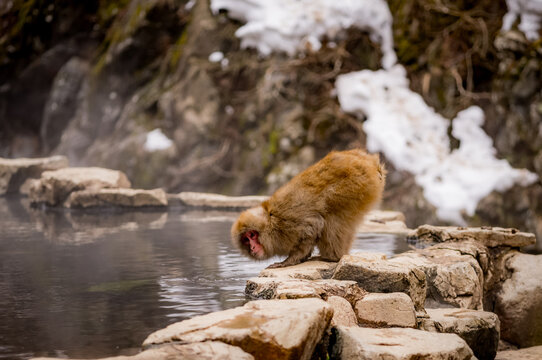 Japanese snow macaque monkeys in winter at Jigokudani Monkey Park in the mountains of Japan. 
